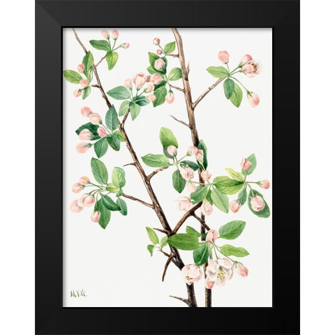 Wild Sweet Crab-1920 Black Modern Wood Framed Art Print by Walcott, Mary Vaux