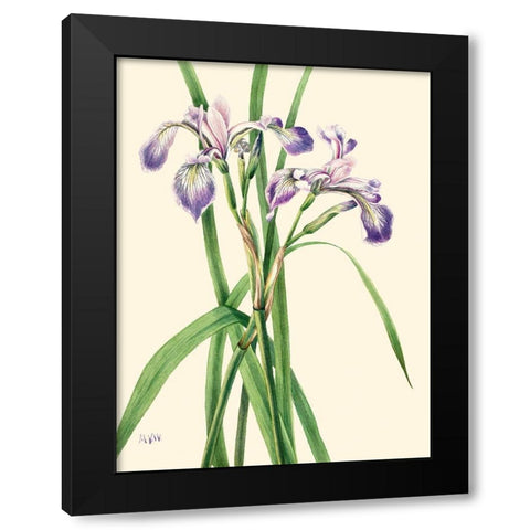 Blueflag Iris-1919 Black Modern Wood Framed Art Print by Walcott, Mary Vaux
