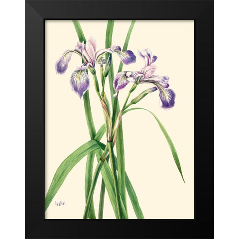 Blueflag Iris-1919 Black Modern Wood Framed Art Print by Walcott, Mary Vaux