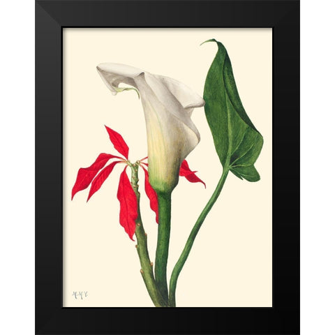 Calla Lily-1877 Black Modern Wood Framed Art Print by Walcott, Mary Vaux