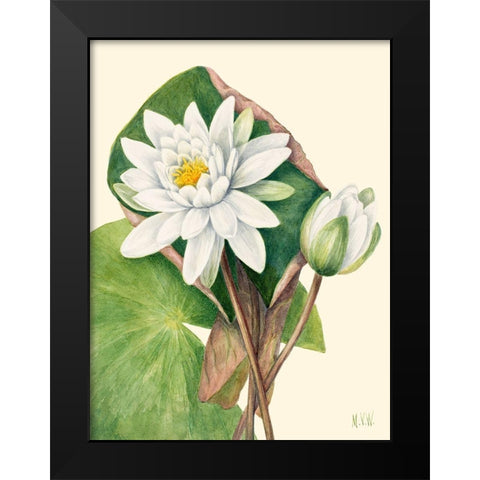 American Waterlily-1920 Black Modern Wood Framed Art Print by Walcott, Mary Vaux