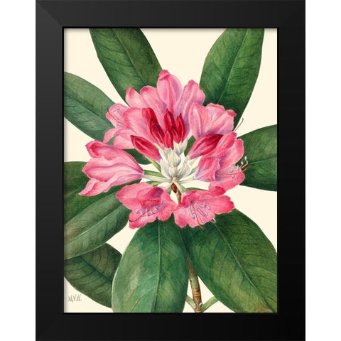 Mountain Rose Bay-1932 Black Modern Wood Framed Art Print by Walcott, Mary Vaux