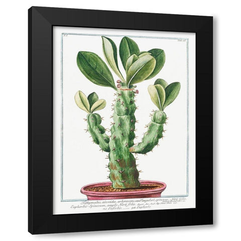 Euphorbio-Spinosum Black Modern Wood Framed Art Print with Double Matting by Bonelli, Giorgio