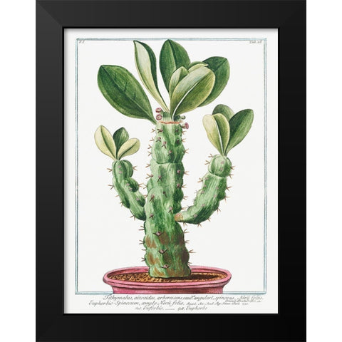 Euphorbio-Spinosum Black Modern Wood Framed Art Print by Bonelli, Giorgio