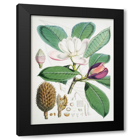 Magnolia Hodgsonii-1855 Black Modern Wood Framed Art Print with Double Matting by Fitch, Walter Hood