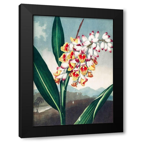 The Nodding Renealmia from The Temple of Flora Black Modern Wood Framed Art Print by Thornton, Robert John