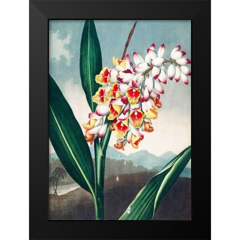 The Nodding Renealmia from The Temple of Flora Black Modern Wood Framed Art Print by Thornton, Robert John