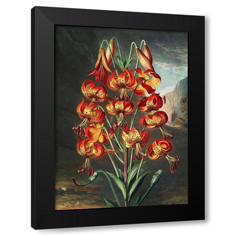 The Lily from The Temple of Flora Black Modern Wood Framed Art Print with Double Matting by Thornton, Robert John