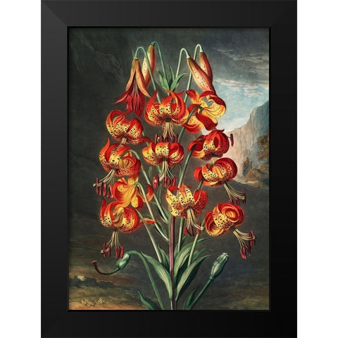 The Lily from The Temple of Flora Black Modern Wood Framed Art Print by Thornton, Robert John