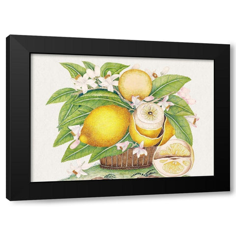 Basket of lemons Black Modern Wood Framed Art Print with Double Matting by Anonymous
