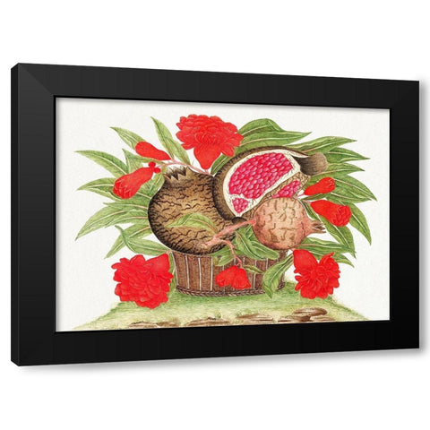 Basket of pomegranates Black Modern Wood Framed Art Print with Double Matting by Anonymous