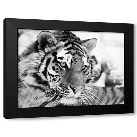 Tiger Black Modern Wood Framed Art Print by Cholov, Ivan