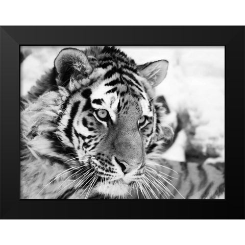 Tiger Black Modern Wood Framed Art Print by Cholov, Ivan