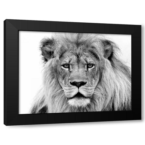 Male Lion Black Modern Wood Framed Art Print by Franklin, William