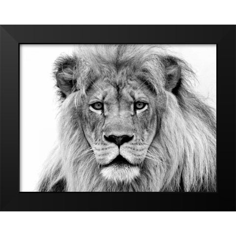 Male Lion Black Modern Wood Framed Art Print by Franklin, William