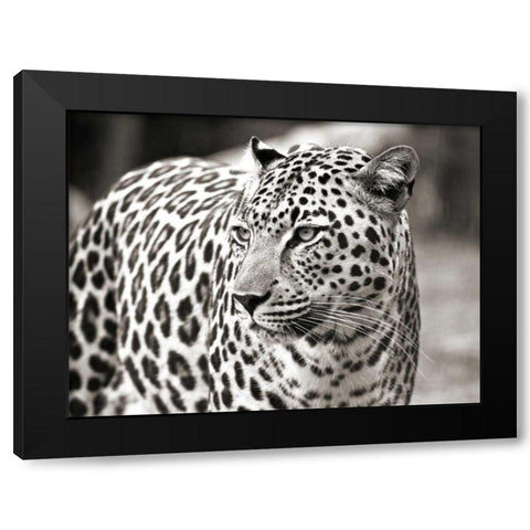 Portrait of leopard - South Africa Black Modern Wood Framed Art Print with Double Matting by Lothering, Claudia