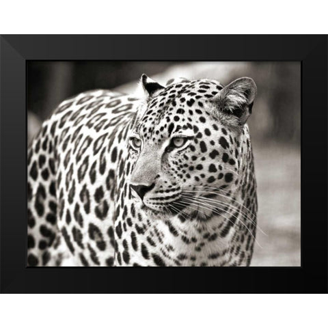 Portrait of leopard - South Africa Black Modern Wood Framed Art Print by Lothering, Claudia