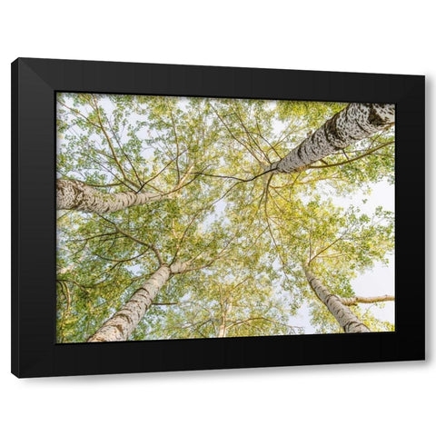 Birch woods in spring Black Modern Wood Framed Art Print by Pangea Images