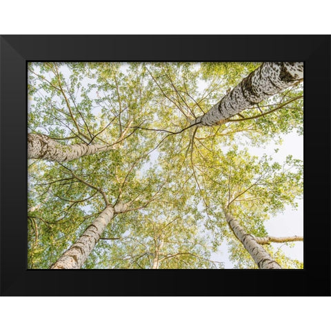 Birch woods in spring Black Modern Wood Framed Art Print by Pangea Images