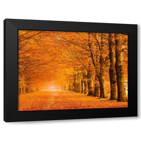 Woods in autumn Black Modern Wood Framed Art Print by Pangea Images