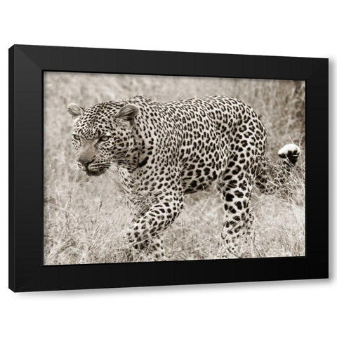 Leopard hunting Black Modern Wood Framed Art Print by Anonymous
