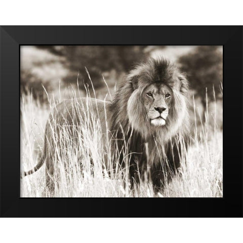 Male lion Black Modern Wood Framed Art Print by Anonymous