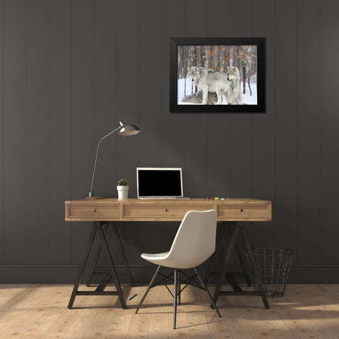 Three grey wolves huddle together during a Quebec snowstorm Black Modern Wood Framed Art Print by Anonymous