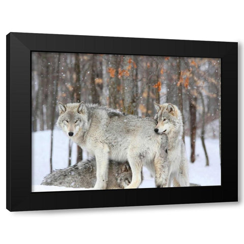 Three grey wolves huddle together during a Quebec snowstorm Black Modern Wood Framed Art Print by Anonymous