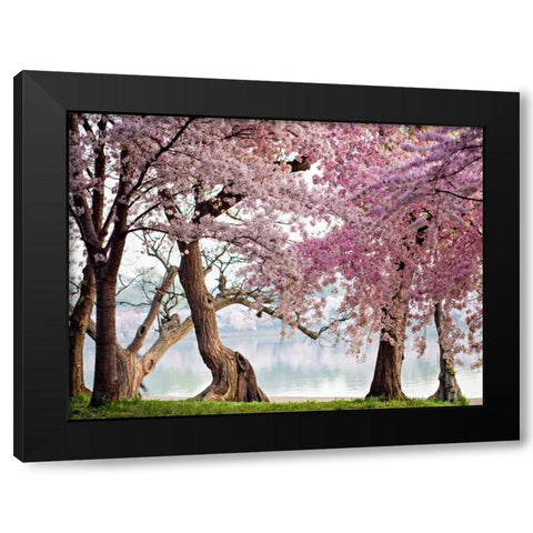 A row of cherry trees bloom at sunrise on the edge of the tidal basin. Washington- USA Black Modern Wood Framed Art Print by Anonymous