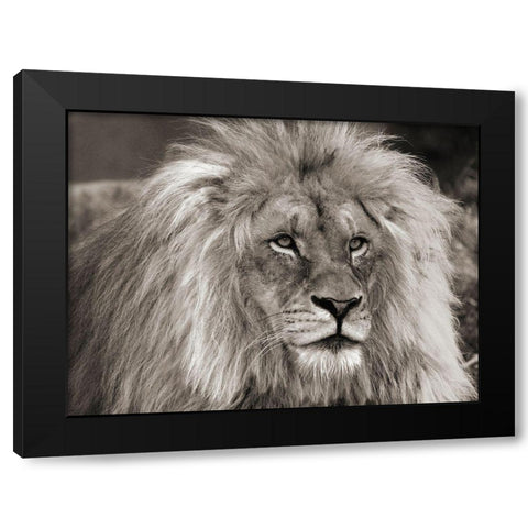 King of Africa Black Modern Wood Framed Art Print by Pangea Images