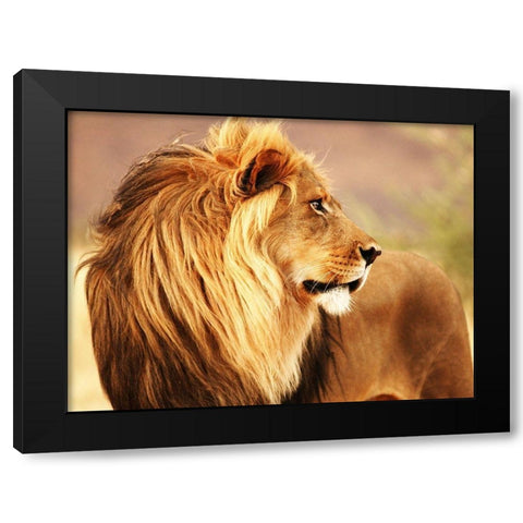 Male lion, Namibia Black Modern Wood Framed Art Print by Anonymous