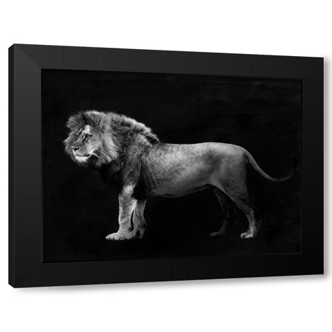 Panthera Leo Black Modern Wood Framed Art Print by Julian, Lauren