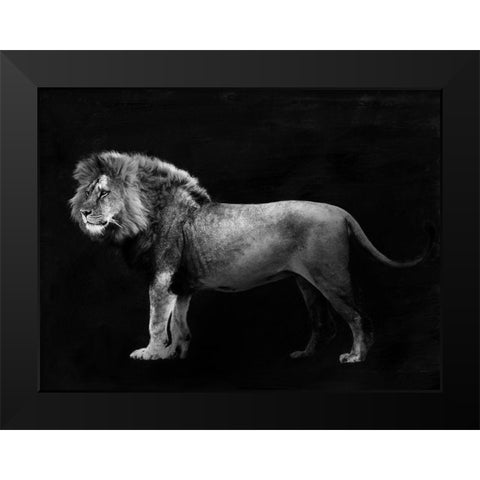 Panthera Leo Black Modern Wood Framed Art Print by Julian, Lauren
