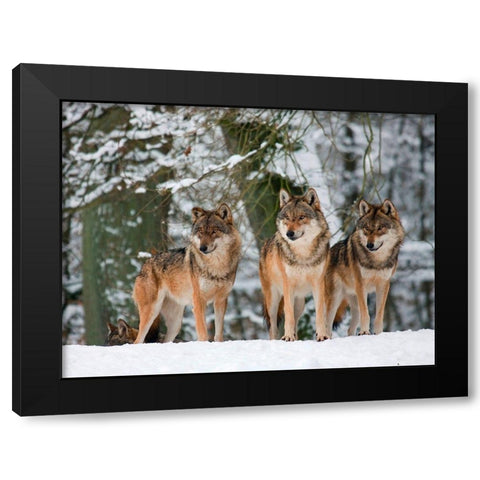 Wolves in the snow, Germany Black Modern Wood Framed Art Print by Anonymous