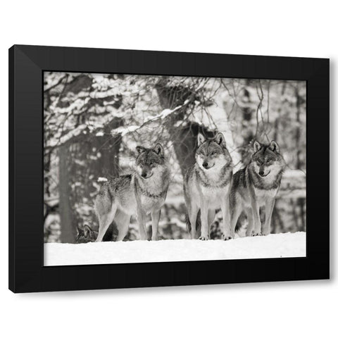 Wolves in the snow, Germany (BW) Black Modern Wood Framed Art Print with Double Matting by Anonymous