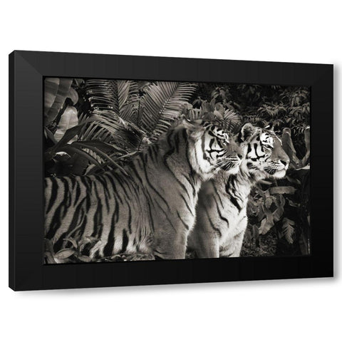 Two Bengal Tigers (BW) Black Modern Wood Framed Art Print by Pangea Images