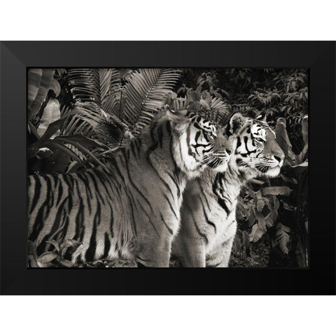 Two Bengal Tigers (BW) Black Modern Wood Framed Art Print by Pangea Images