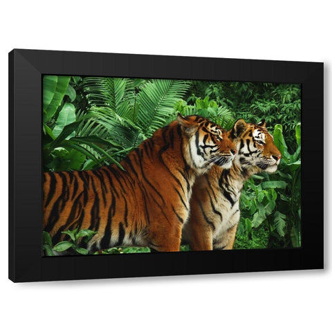 Two Bengal Tigers Black Modern Wood Framed Art Print by Pangea Images