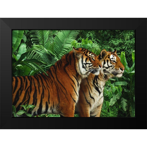 Two Bengal Tigers Black Modern Wood Framed Art Print by Pangea Images