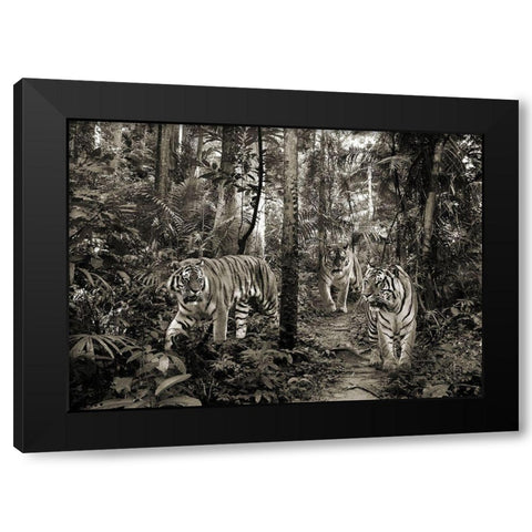 Bengal Tigers (BW) Black Modern Wood Framed Art Print with Double Matting by Pangea Images