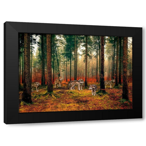 Pack of Wolves in the Woods Black Modern Wood Framed Art Print by Pangea Images