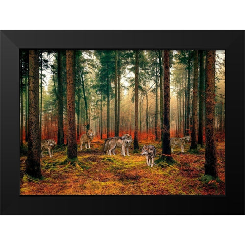 Pack of Wolves in the Woods Black Modern Wood Framed Art Print by Pangea Images