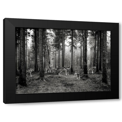 Pack of Wolves in the Woods (BW) Black Modern Wood Framed Art Print with Double Matting by Pangea Images