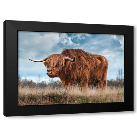 Scottish Highland Bull Black Modern Wood Framed Art Print with Double Matting by Pangea Images