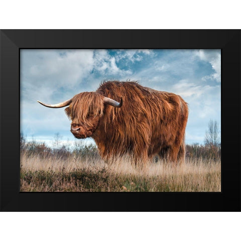 Scottish Highland Bull Black Modern Wood Framed Art Print by Pangea Images