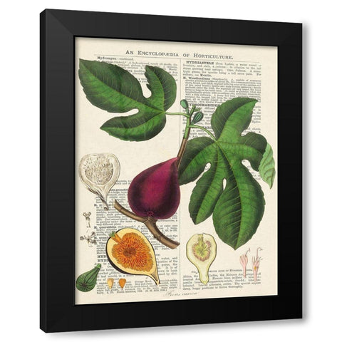 Fruits de saison, Figues Black Modern Wood Framed Art Print with Double Matting by Dellal, Remy