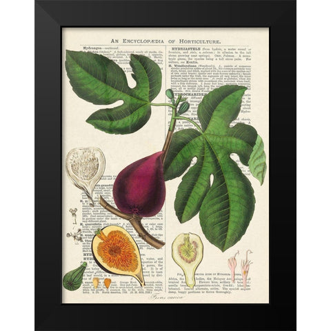 Fruits de saison, Figues Black Modern Wood Framed Art Print by Dellal, Remy