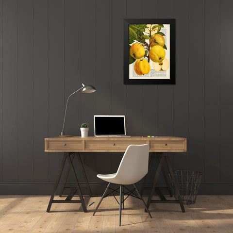 Fruits de saison, Pommes Black Modern Wood Framed Art Print by Dellal, Remy