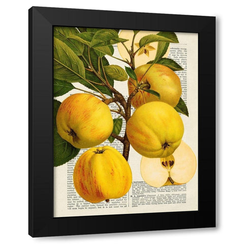 Fruits de saison, Pommes Black Modern Wood Framed Art Print with Double Matting by Dellal, Remy