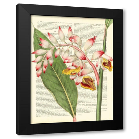Vintage Botany II Black Modern Wood Framed Art Print with Double Matting by Dellal, Remy